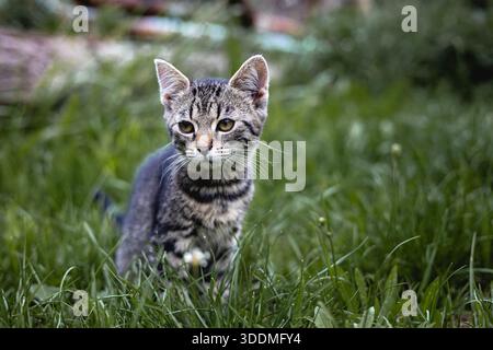 Chaton assis dans Tall Grass Banque D'Images