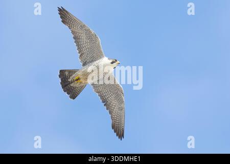Faucon pèlerin (Falco peregrinus calidus), femelle adulte en vol vu d'en bas, Finnmark, Norvège Banque D'Images