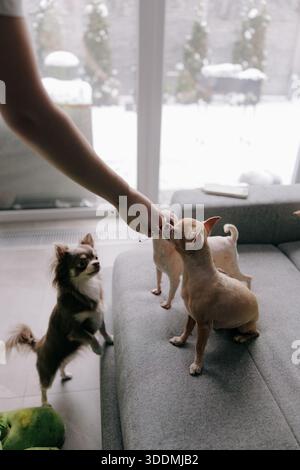 Main féminine offrant des collations à un groupe de trois chihuahuas différents. Chiens debout sur un canapé gris devant une grande fenêtre avec vue extérieure enneigée. Dômes Banque D'Images