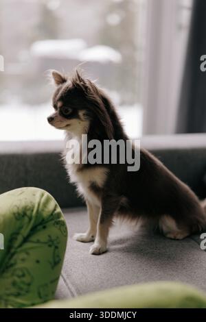 Vue latérale de belle chihuahua brun et blanc à cheveux longs assis sur un canapé gris. Arrière-plan dispose d'une grande fenêtre avec vue floue sur l'hiver enneigé Banque D'Images