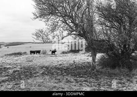 Vaches au sommet de Wolstonbury Hill dans le parc national de South Downs, en Angleterre. Banque D'Images
