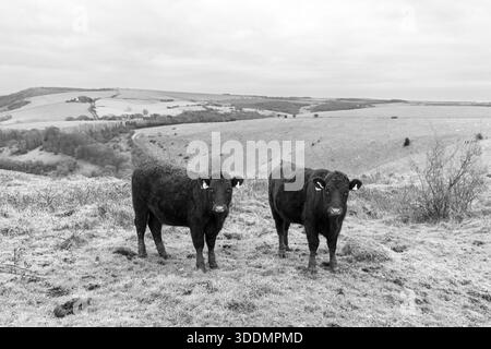 Deux vaches au sommet de Wolstonbury Hill dans le West Sussex, dans le parc national de South Downs. Banque D'Images