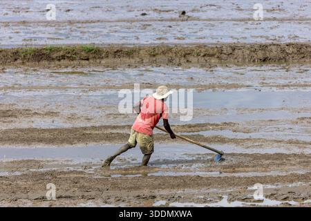 Agriculteur travaillant dans un champ de riz Muddy au Sri Lanka Banque D'Images