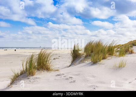 Herbe sur la plage sur la côte de la mer du Nord d'Ameland, pays-Bas Banque D'Images
