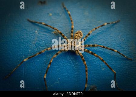 Plan macro d'une araignée Huntsman (Heteropoda venatoria) sur une surface texturée bleue. Banque D'Images