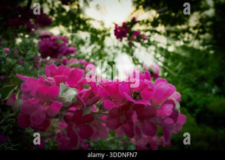 Belles fleurs roses en fleurs avec une abeille pollinisatrice et des rayons lumineux et rêveurs du soleil filtrant à travers le feuillage. Banque D'Images