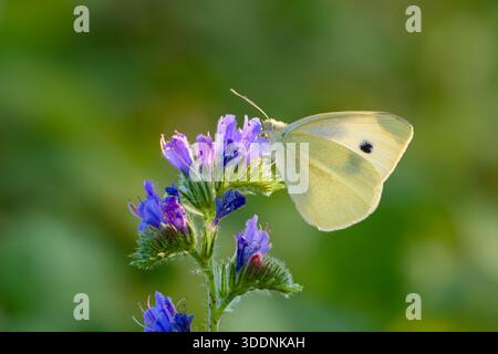 Petit papillon blanc sur fleur sauvage violette Banque D'Images