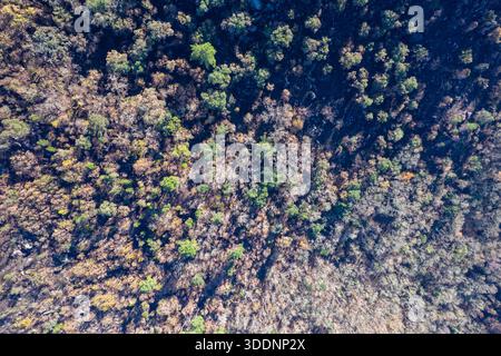 Vue de haut en bas d'une texture boisée en automne le concept de saison. Banque D'Images