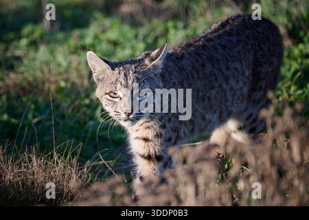 Un lynx jouit d'une journée ensoleillée sur la côte en Californie Banque D'Images