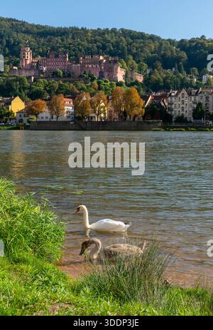 Cygnes sur la rivière Neckar Heidelberg Germany.Swans sur la rivière Neckar avec le château de Heidelberg au-dessus de la vieille ville de l'autre côté de la rivière. Heidelberg, Allemagne Banque D'Images