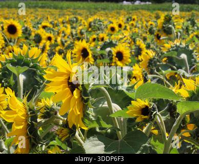 Des tournesols jaune vif remplissent le cadre Banque D'Images