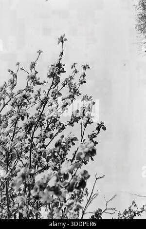 Slaviansk, région de Donetsk, RSS d'Ukraine, Union soviétique, début des années 1950 Une étude de la nature artistique et atmosphérique en gros plan mettant en vedette des branches d'arbres fruitiers en fleurs qui s'étendent vers le haut contre un ciel lumineux et aigu. La composition souligne la texture délicate des fleurs printanières blanches et des jeunes bourgeons, se prélasser dans la lumière chaude du soleil d'une nouvelle saison. Cette photographie vintage en noir et blanc symbolise la résilience éternelle de la nature, le retour de la tranquillité et l’atmosphère paisible et optimiste de la région industrielle du Donbass pendant les années de relèvement d’après-guerre et de restauration urbaine Banque D'Images