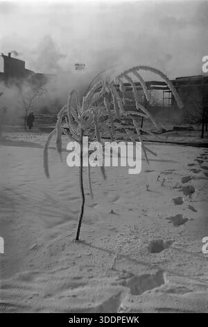 Slaviansk, région de Donetsk, RSS d'Ukraine, Union soviétique, fin des années 1960 Un paysage hivernal d'archives vertical atmosphérique pris sur les terrains de l'usine d'isolation haute tension (AIZ). Un jeune arbre qui pleut, fortement recouvert d'épais givre blanc, ressemble à une fontaine gelée. Des empreintes profondes dans la neige mènent au-delà des jeunes arbres vers des structures industrielles et des tuyaux de vapeur en arrière-plan. Un travailleur isolé marche au loin. Cette authentique photographie vintage en noir et blanc capture la beauté dure, la texture froide de l'hiver et la vie industrielle quotidienne de la paisible région du Donbass. Banque D'Images