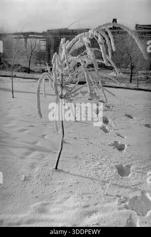 Slaviansk, région de Donetsk, RSS d'Ukraine, Union soviétique, fin des années 1960 Un paysage hivernal d'archives vertical atmosphérique pris sur les terrains de l'usine d'isolation haute tension (AIZ). Un jeune arbre qui pleut, fortement recouvert d'épais givre blanc, ressemble à une fontaine gelée. Des empreintes profondes dans la neige mènent au-delà des jeunes arbres vers des structures industrielles et des tuyaux de vapeur en arrière-plan. Un travailleur isolé marche au loin. Cette authentique photographie vintage en noir et blanc capture la beauté dure, la texture froide de l'hiver et la vie industrielle quotidienne de la paisible région du Donbass. Banque D'Images