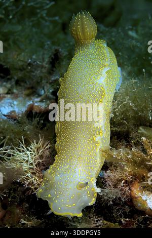 Variable jaune-violet étoile escargot (Felimare picta) ancien nom (Hypselodoris picta) autre nom (Hypselodoris elegans) nudibranche, branchie cra Banque D'Images