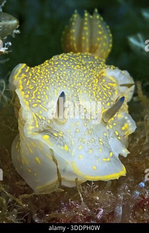 Variable jaune-violet étoile escargot (Felimare picta) ancien nom (Hypselodoris picta) autre nom (Hypselodoris elegans) nudibranche, branchie, cr Banque D'Images