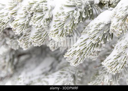 Arrière-plan de branches d'arbre glacé de pin avec du gel, Une branche de pin couverte de neige blanche, gros plan. Aiguilles de pin congelées Banque D'Images