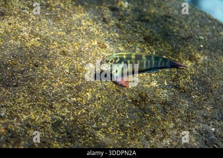 Plongée avec tuba ; îles Canaries ; Espagne Banque D'Images