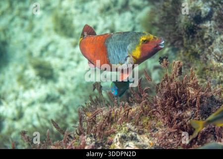Poisson-perroquet méditerranéen ; Sparisoma cretense ; plongée avec tuba ; îles Canaries ; Espagne Banque D'Images