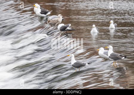 Mouette inférieure à dos noir ; Larus fuscus ; Royaume-Uni Banque D'Images