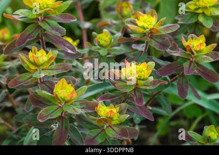 Euphorbia epithymoides Bonfire, coussin étincelant Bonfire, feuilles étroites bleu-vert rincées de violet, amas de fleurs jaune soufre Banque D'Images