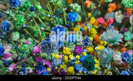 Fond coloré de fleurs de Gypsophila séchées Banque D'Images