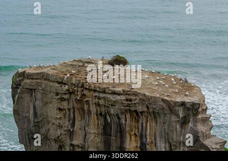 Australasian Gannet, Murawei, Nouvelle-Zélande Banque D'Images