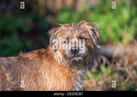 Chien mâle Border terrier, Royaume-Uni Banque D'Images
