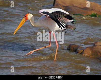 Cigogne à bec jaune (Mycteria ibis) avec bec jaune et visage et pattes rouges utilisant des ailes pour équilibrer lors de la pêche dans la rivière Galana, Kenya, Afrique Banque D'Images