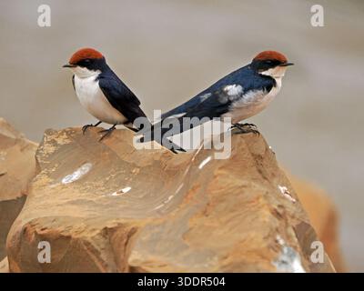 Paire d'hirondelles à queue métallique subadultes délicates (Hirundo smithii) sans banderoles perchées sur la roche à côté de la rivière Galana, Kenya Afrique Banque D'Images