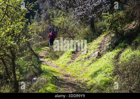 Personne avec un sac à dos randonnée un sentier sinueux à travers une forêt verdoyante, explorer le plein air par une journée ensoleillée Banque D'Images