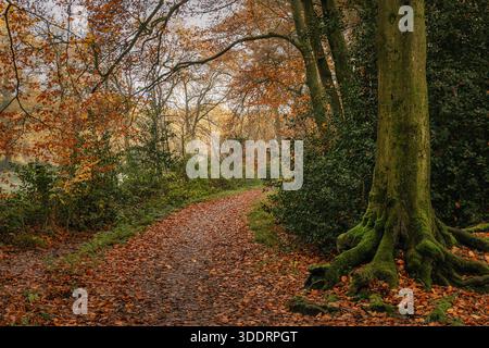 Sentier à travers la forêt d'automne couverte de feuilles mortes Banque D'Images
