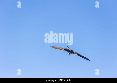 Oiseau de taille moyenne nommé le SWIFT commun (Apus apus) en vol. Contre un ciel bleu clair. Banque D'Images