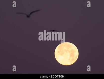 Red Hook, États-Unis. 03 janvier 2026. La première pleine lune de 2026, également connue sous le nom de Wolf Moon Supermoon, se déroule le samedi 3 janvier 2026 à New York. La super-lune de janvier a été nommée la « lune loup » par les Amérindiens et est la première des 3 super-lunes de cette année. Photo de John Angelillo/UPI crédit : UPI/Alamy Live News Banque D'Images