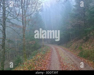 Allemagne, Forêt Noire, chemin de randonnée hivernal Foggy à travers le paysage forestier à feuilles persistantes magique Banque D'Images