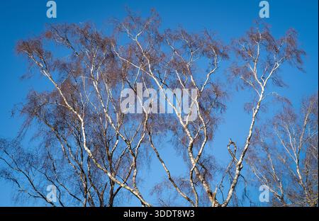 L'écorce argentée se distingue sur des bouleaux sans feuilles placés contre un ciel d'hiver bleu clair, Worcestershire, Angleterre. Banque D'Images