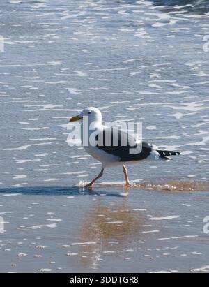 Mouette marchant sur la plage par une journée ensoleillée Banque D'Images