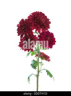 Branche avec quelques fleurs de chrysanthème isolé sur fond blanc. Banque D'Images