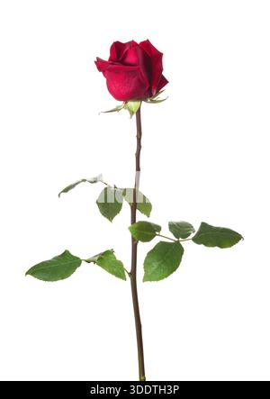 Rose rouge avec des feuilles vertes isolé sur fond blanc. Banque D'Images