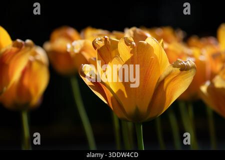 Gros plan de tulipes jaunes fleurissant en été sur un fond sombre. Banque D'Images