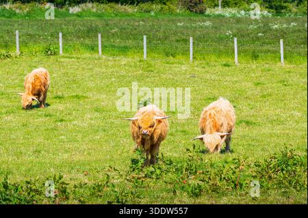 Trois vaches Highland qui paissent sur de l'herbe dans un champ ensoleillé, l'une d'entre elles regardant la caméra, Scottish Highlands, Écosse Banque D'Images