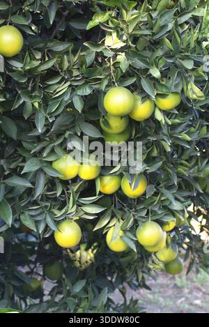 Gros plan de fruits oranges verts mûrs sur les branches des arbres par une journée ensoleillée. Banque D'Images
