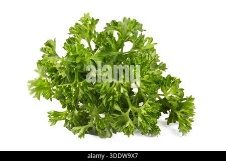Feuille de persil ou feuilles de Petroselinum crispum isolées sur fond blanc, motif feuilles vertes Banque D'Images