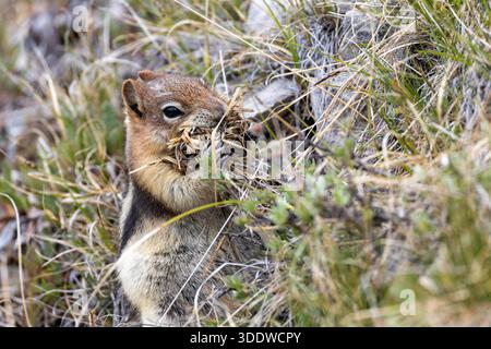 Un écureuil de sol à manteau doré recueille de l'herbe sèche dans sa bouche pour la nidification tout en étant assis parmi les hautes herbes et les arbustes dans un habitat naturel extérieur Banque D'Images