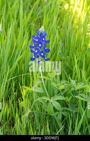 La fleur de Texas bluebonnet fleurit dans le champ d'herbe Banque D'Images