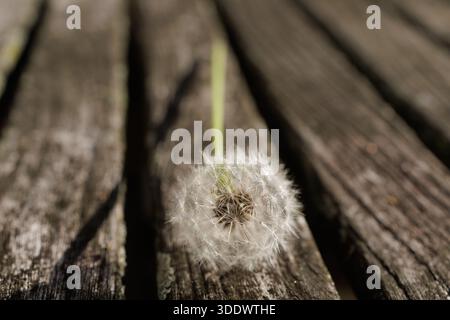 Macro gros plan d'une tête de pissenlit (boule de soufflage) reposant sur le grain altéré d'une table de pique-nique en bois dans une lumière douce. Banque D'Images