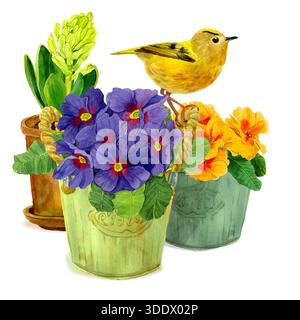 Composition de printemps avec des fleurs dans des pots et petit oiseau jaune assis sur le bord des pots. Illustration isolée à l'aquarelle avec jacinthe, orange et violet Banque D'Images