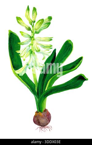 Aquarelle dessinée jacinthe blanche, fleurs et feuilles vertes isolées. Botanique illustration de bulbe de plante de printemps. Modèle de thème de jardin. Décoration florale Banque D'Images