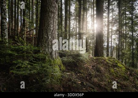 Vue sur la forêt de Vallombrosa en Toscane avec sol mousselé et soleil entre les troncs d'arbres. La lumière du soleil filtrant à travers la forêt à la fin de l'automne. Banque D'Images