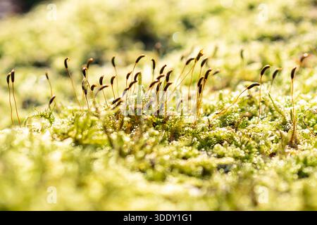 Macro Moss et lichen en hiver Banque D'Images